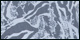 Zebra Snake Burnout