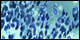 Animal Petals