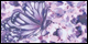 Butterfly French Lavender