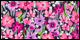 Field of Posies