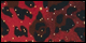 Holiday Cheetah