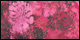 Ikat Floral Rose