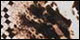Leopard Python