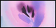 Light Flower Lavender