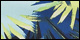 Palm Burst