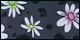 Wild Daisy